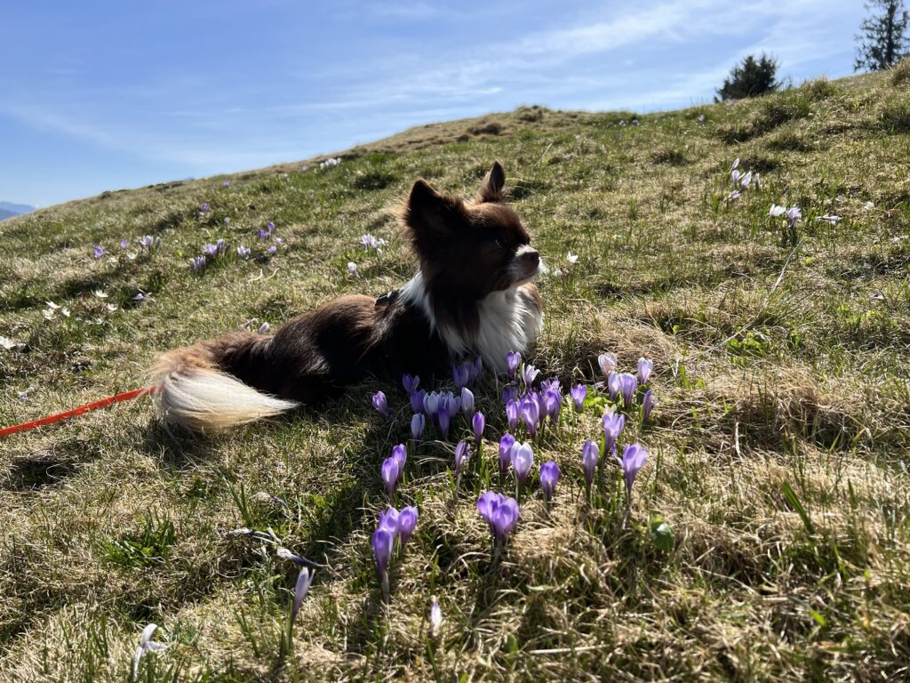 Hund geniesst die Aussicht im Krokusfeld auf der Rämmisgummen – Frühlingswanderung im Emmental mit Alpenpanorama.