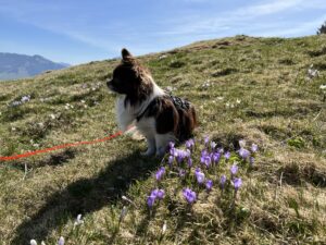 Hund im Krokusfeld bei Rämmisgummen – Frühlingswanderung mit Hund im Emmental in der Schweiz.