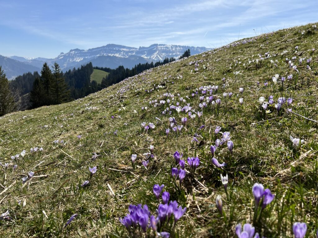 Krokusfeld auf der Rämmisgummen-Wiese mit Blick auf die verschneiten Berner Alpen – beliebte Frühlingswanderung in der Schweiz.