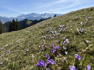 Krokusfeld auf der Rämmisgummen-Wiese mit Blick auf die verschneiten Berner Alpen – beliebte Frühlingswanderung in der Schweiz.