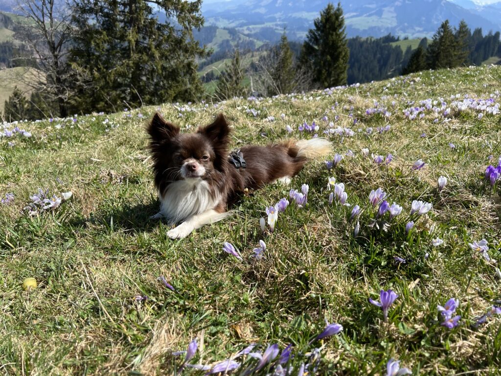 Hund zwischen lila Krokussen auf einer Frühlingswiese bei Rämmisgummen – Wandern mit Hund in der Schweiz.