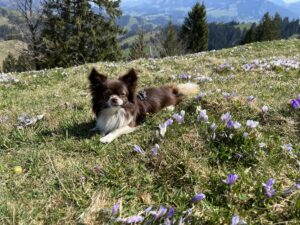 Hund zwischen lila Krokussen auf einer Frühlingswiese bei Rämmisgummen – Wandern mit Hund in der Schweiz.