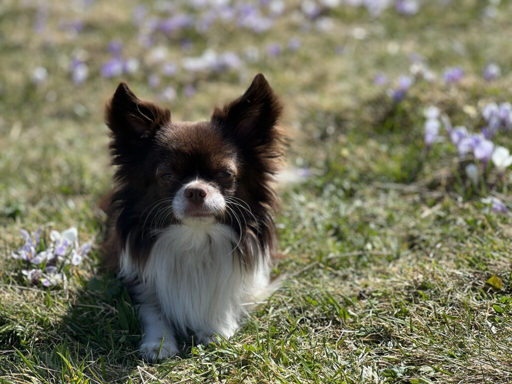 Kleiner Hund sitzt im Krokusfeld bei Rämmisgummen – hundefreundliche Frühlingswanderung im Emmental.