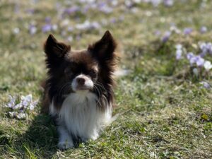 Kleiner Hund sitzt im Krokusfeld bei Rämmisgummen – hundefreundliche Frühlingswanderung im Emmental.