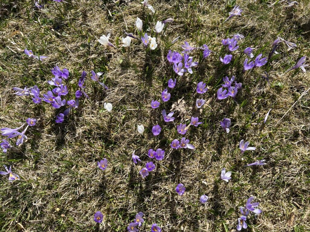 Lila und weisse Krokusse auf einer Frühlingswiese bei Rämmisgummen – typisches Krokusfeld der Frühlingswanderung im Emmental.