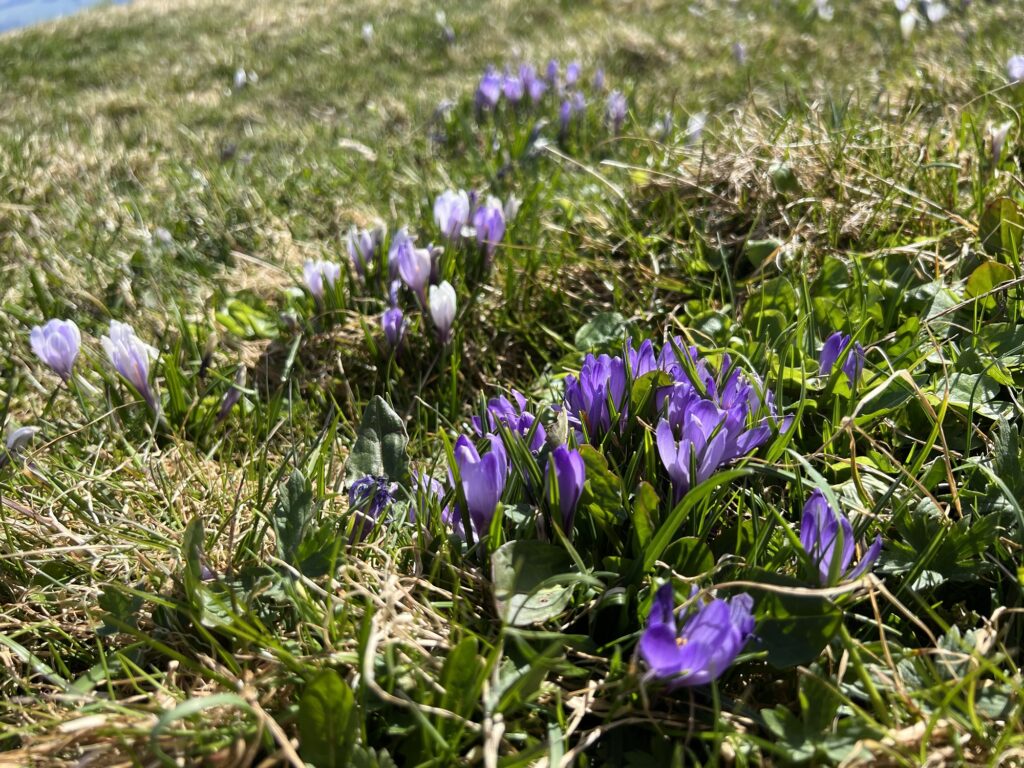 Frühblühende Krokusse auf einer Bergwiese bei Rämmisgummen – Zeichen des Frühlings auf einer Wanderung im Emmental.