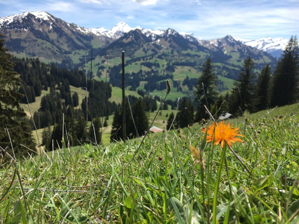Detailaufnahme einer Frühlingsblume am Sparenmoos mit Berglandschaft im Hintergrund