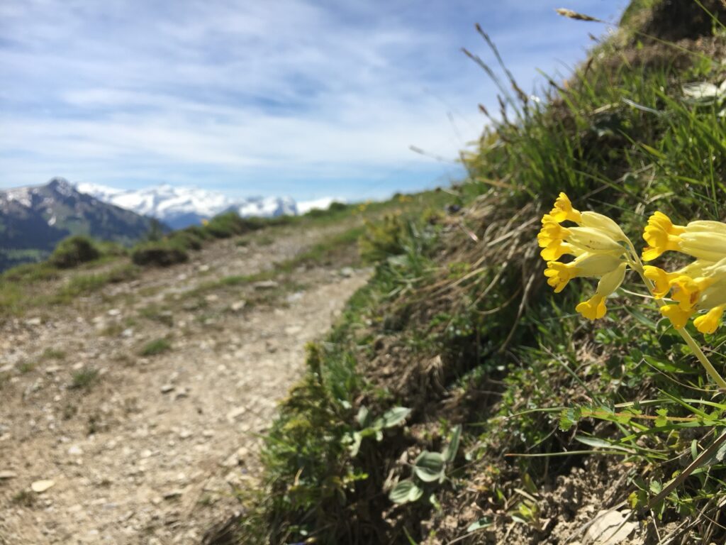 Wanderweg am Sparenmoos mit Frühlingsblumen und Alpenblick in der Schweiz