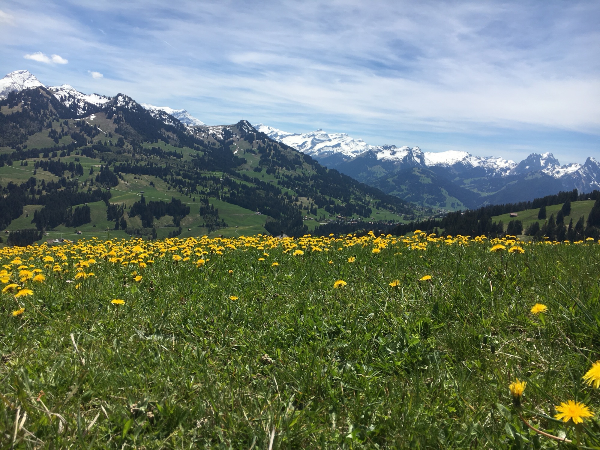 Blühende Frühlingswiese am Sparenmoos mit Bergpanorama im Berner Oberland