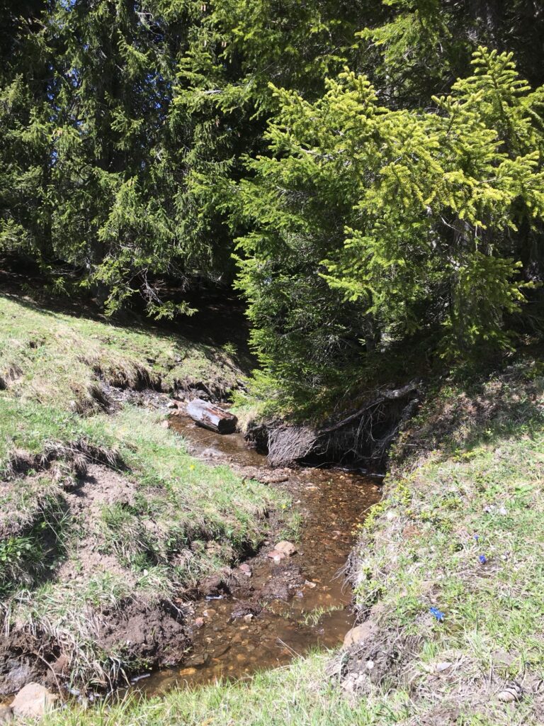 Naturweg am Sparenmoos mit Bach und Waldabschnitt beim Wandern im Berner Oberland