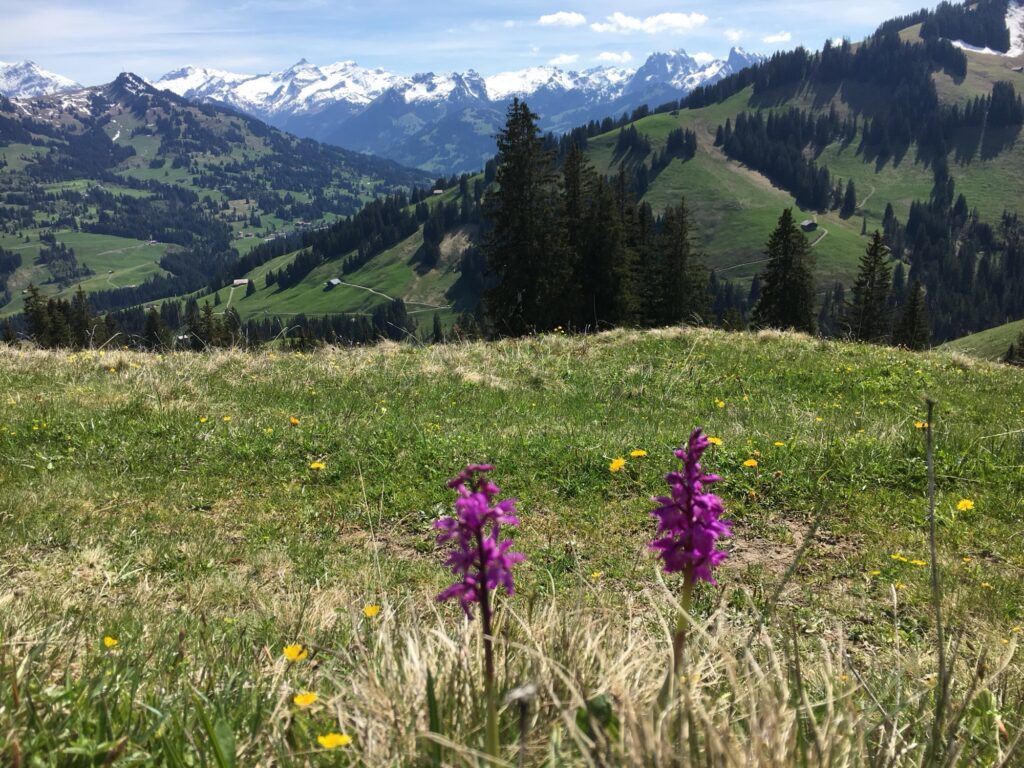 Bergpanorama am Sparenmoos mit Alpenblick und Frühlingsblumen im Berner Oberland
