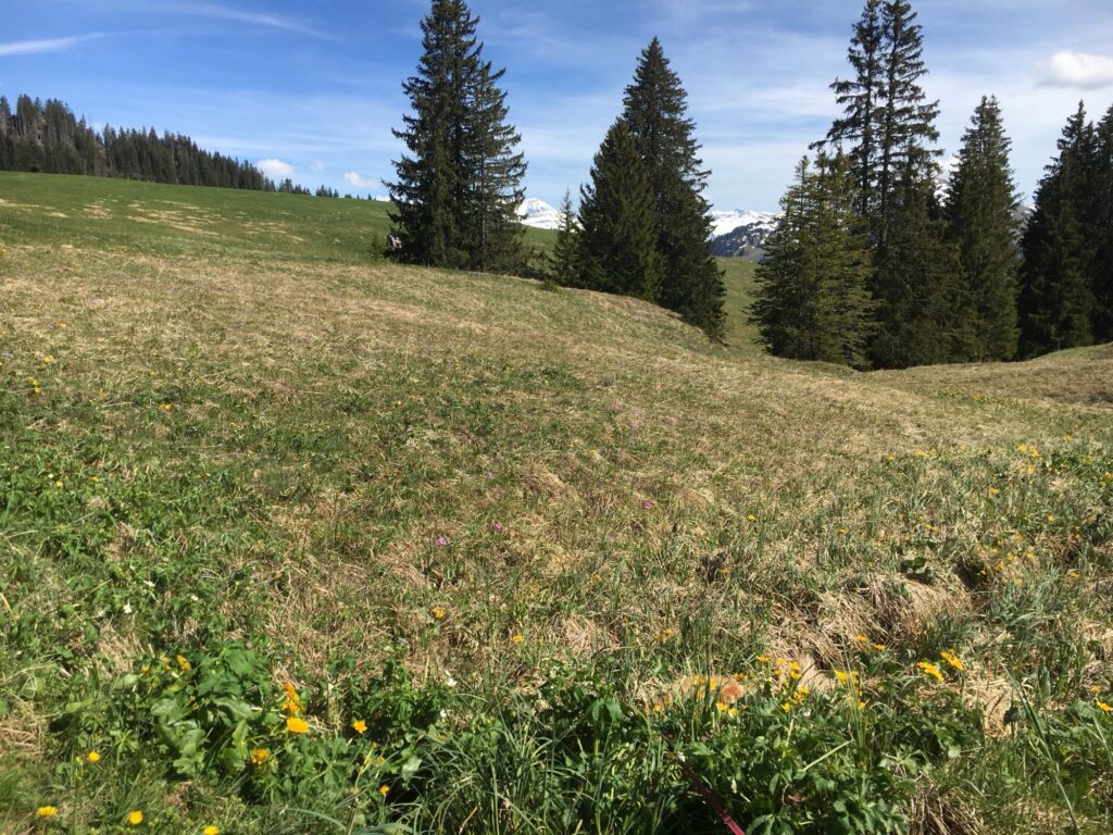 Frühlingslandschaft am Sparenmoos mit blühenden Wiesen und Tannen im Berner Oberland
