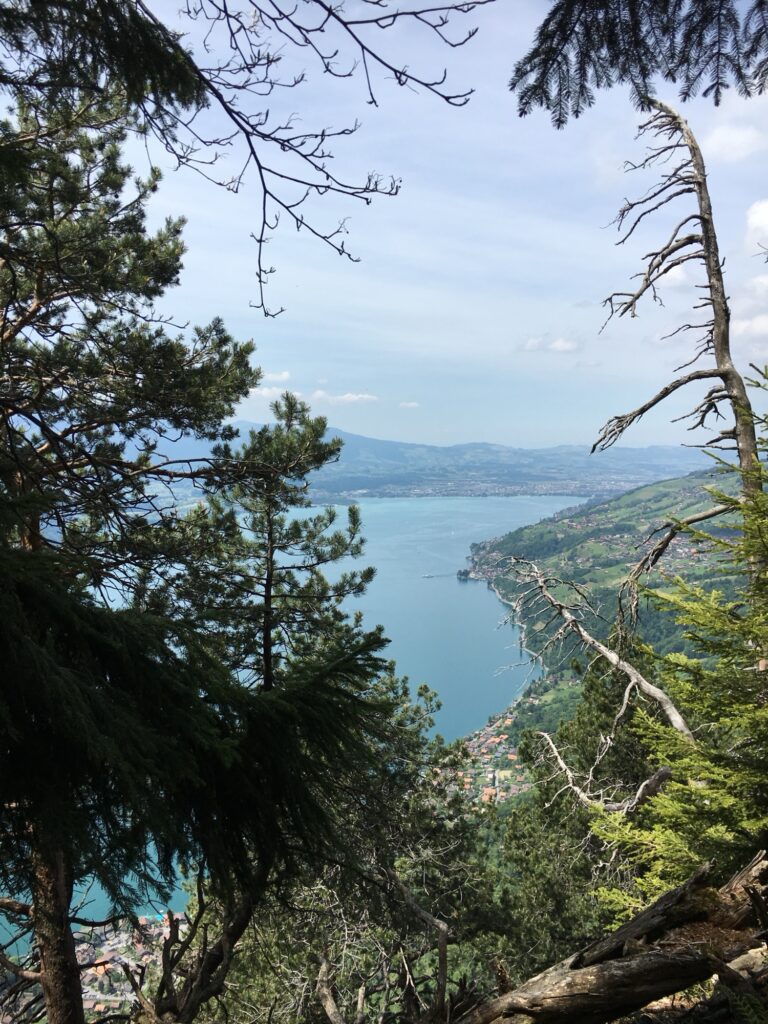 Blick durch Tannen auf die schneebedeckten Berner Alpen