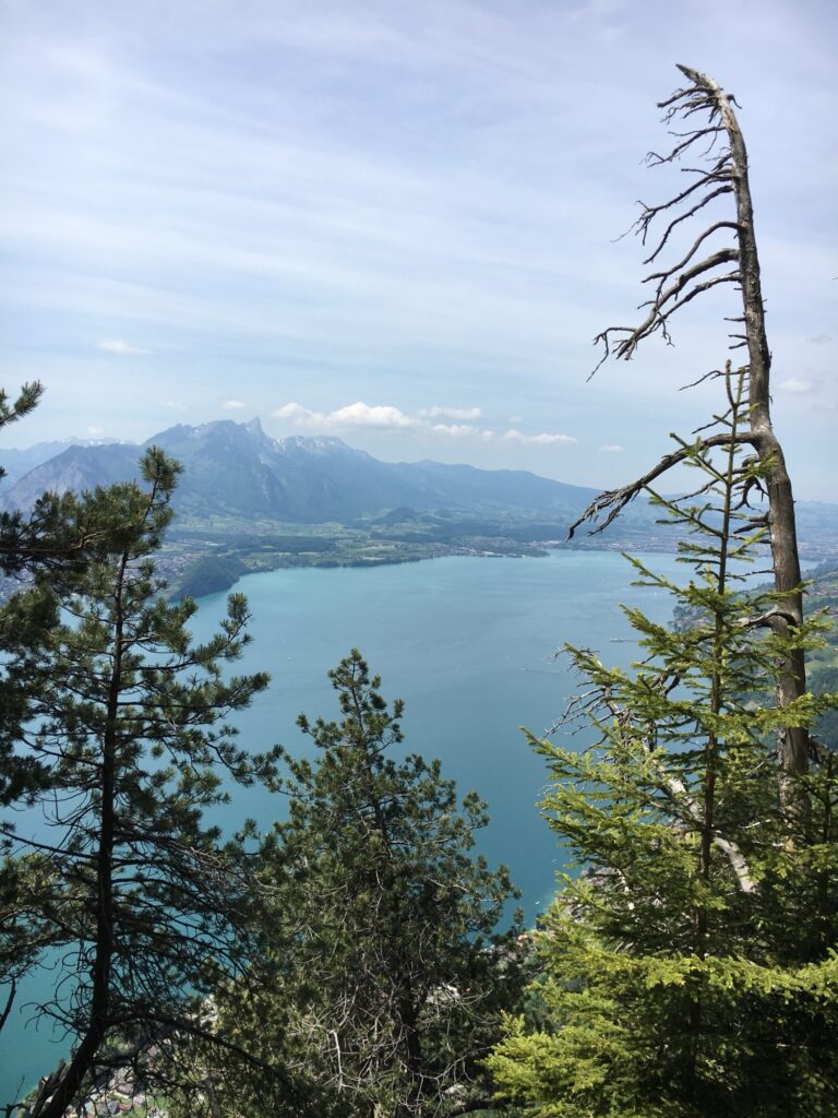 Blick auf den Thunersee durch Bäume auf der Niederhorn Wanderung