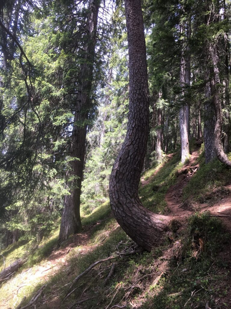 Geschwungener Baum entlang eines schmalen Waldwegs im Berner Oberland