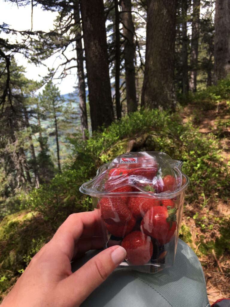 Frische Erdbeeren als Pause im Wald während der Wanderung