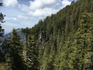Dichter Wald entlang des Wanderwegs auf der Niederhorn Wanderung