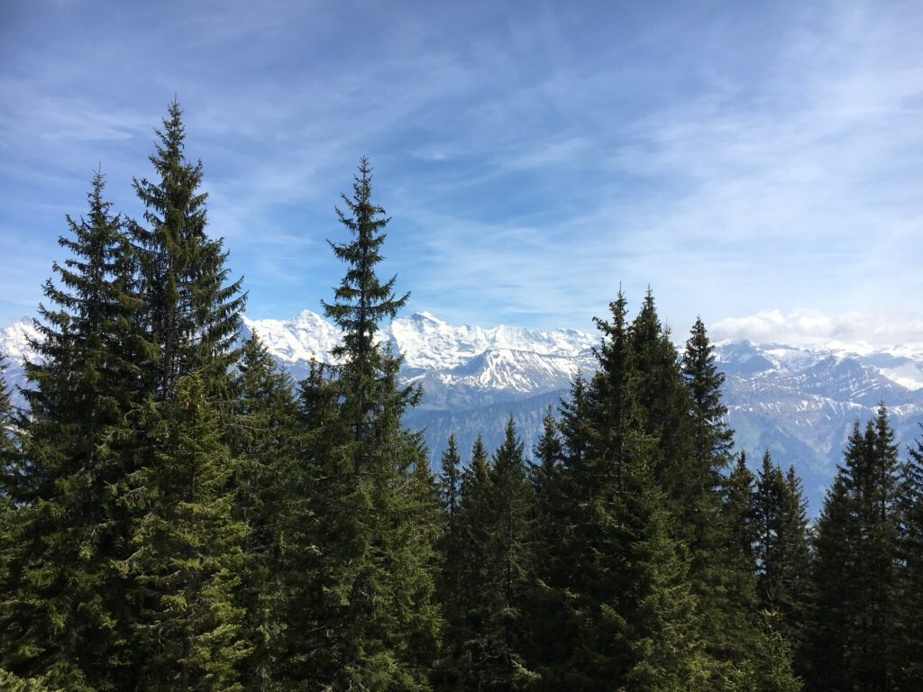 Blick durch Tannen auf die schneebedeckten Berner Alpen