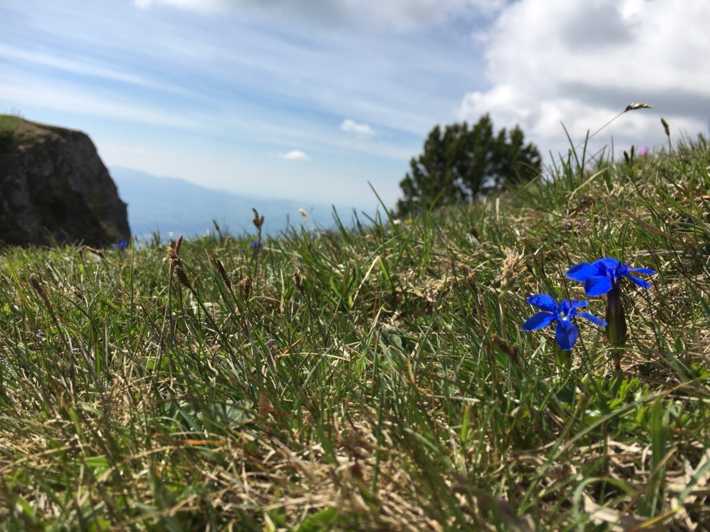 Alpine Wiese mit blauen Blumen auf der Niederhorn Wanderung