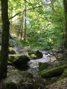 Breiter Waldweg oberhalb der Twannbachschlucht auf der Wanderung Richtung Twannberg
