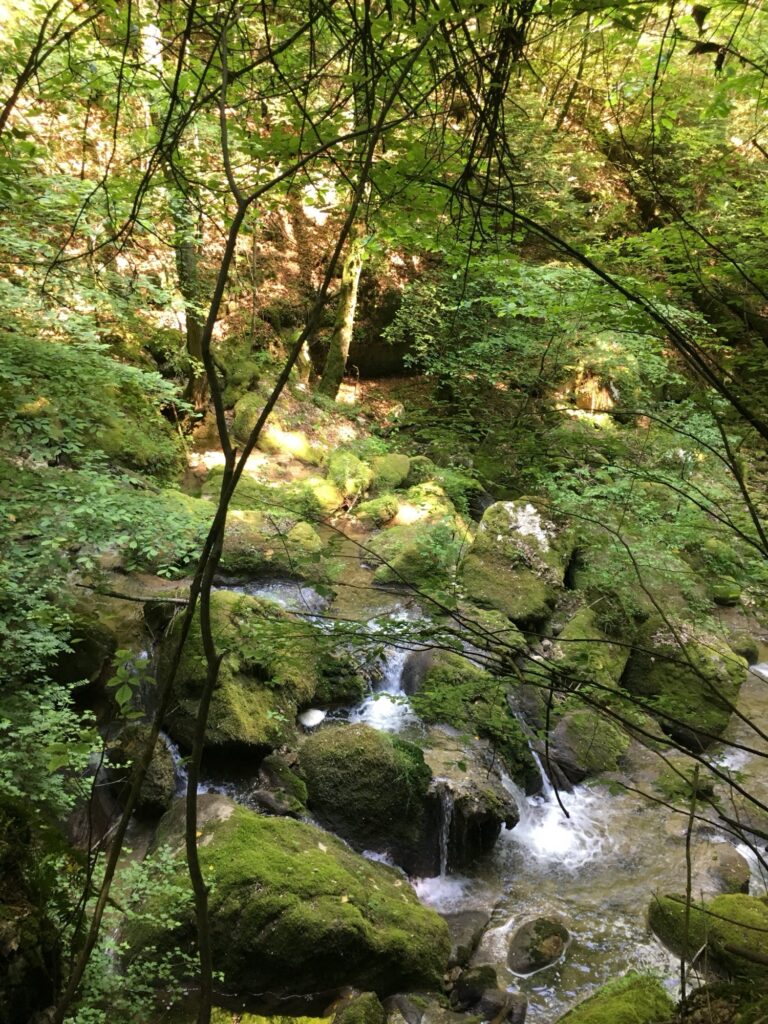 Wilder Bachlauf mit moosigen Steinen in der schattigen Twannbachschlucht