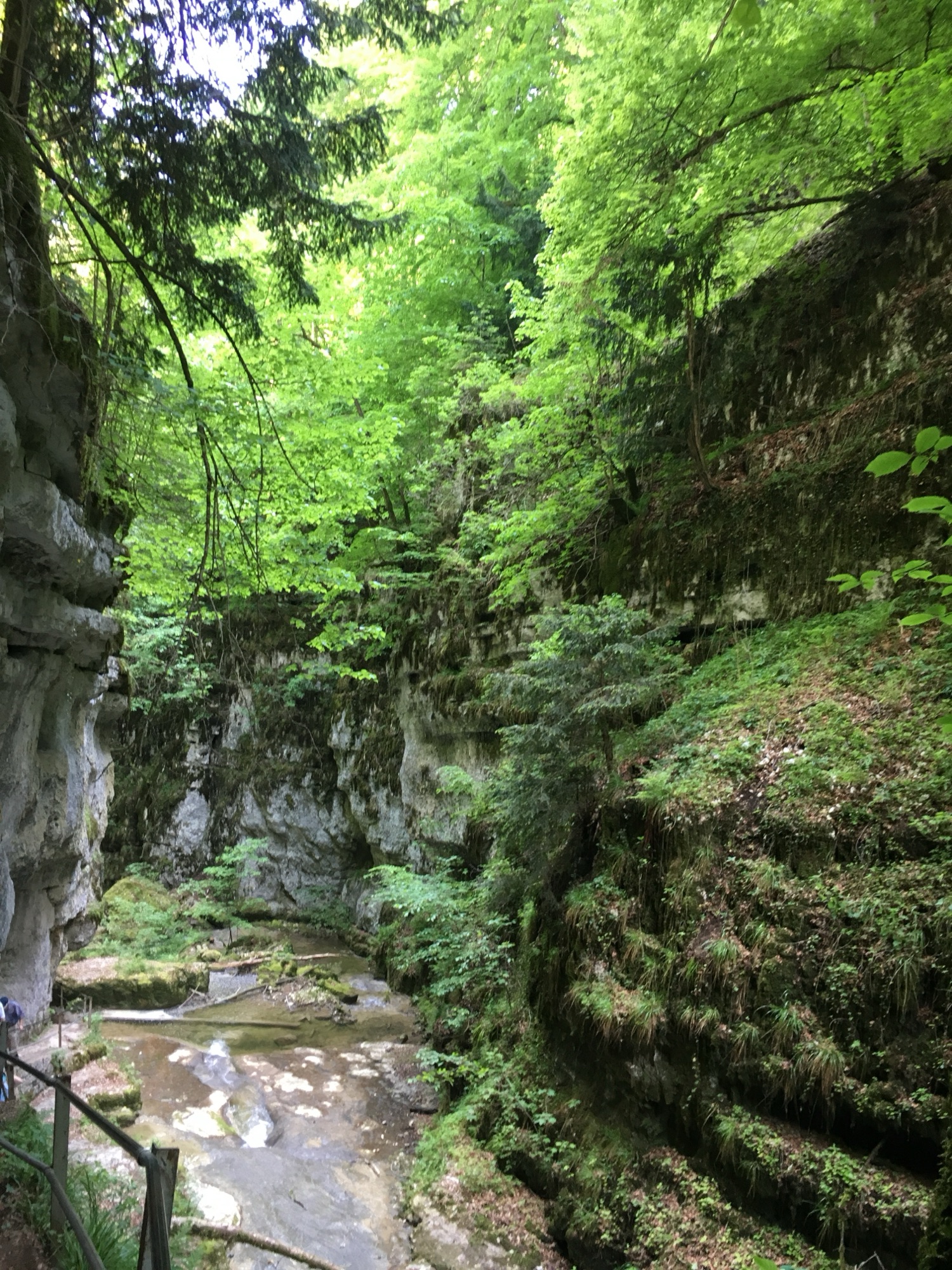 Dichte grüne Vegetation und Felswände in der Twannbachschlucht am Bielersee
