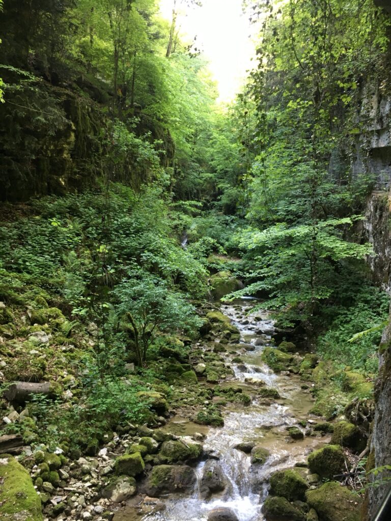 Grüne Twannbachschlucht mit Bachlauf und dichter Vegetation