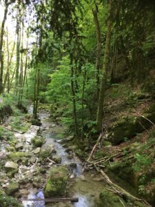 Klarer Bachlauf durch moosbedeckten Wald in der Twannbachschlucht