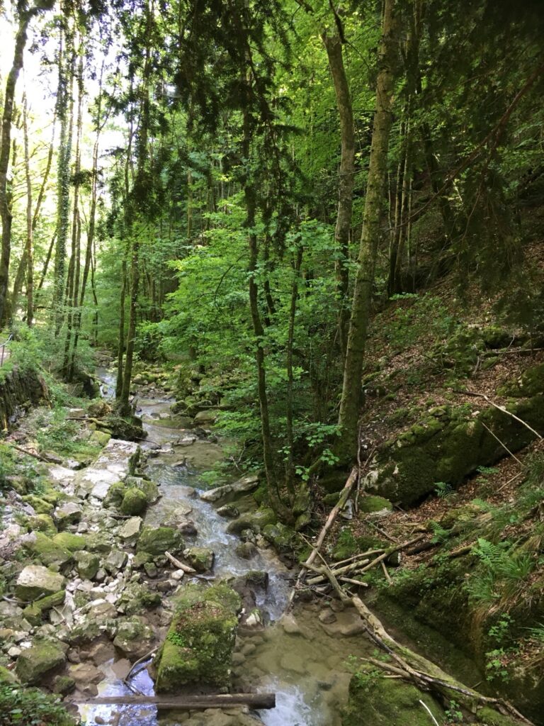 Klarer Bachlauf durch moosbedeckten Wald in der Twannbachschlucht