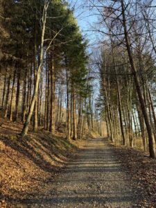 Waldweg im warmen Abendlicht als Symbol für den eigenen Weg bei der Gewichtsabnahme und ein achtsames Mindset