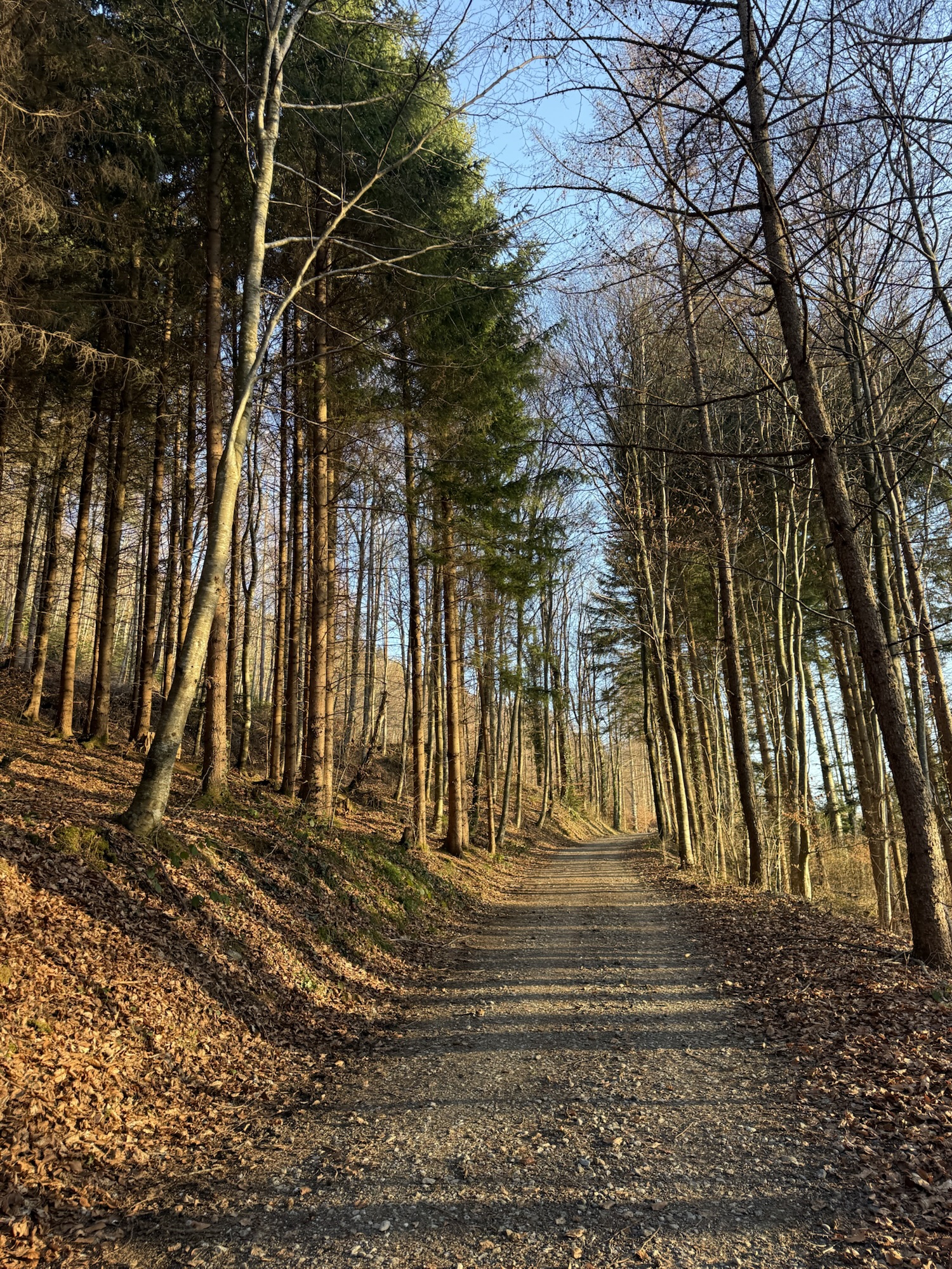 Waldweg im warmen Abendlicht als Symbol für den eigenen Weg bei der Gewichtsabnahme und ein achtsames Mindset