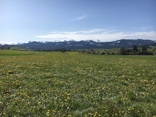 Weite Frühlingswiese mit Löwenzahn im Gürbetal mit Blick auf die Berner Alpen