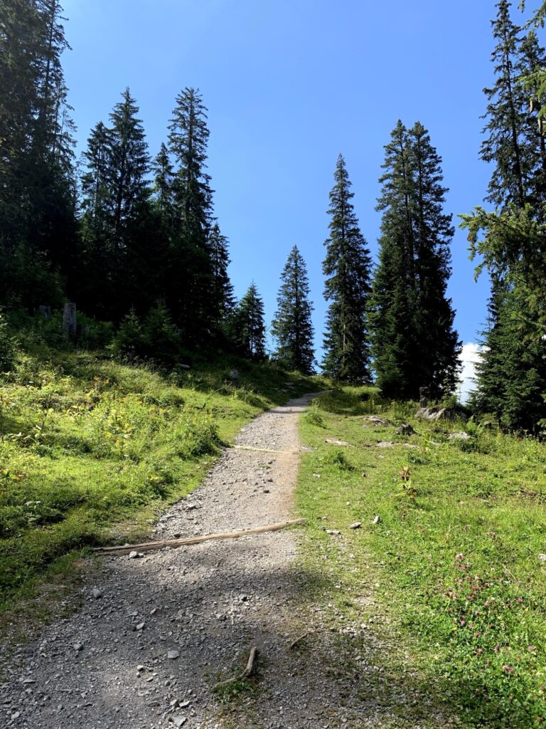Waldweg auf der Axalp Wanderung zum Hinterburgseeli 
