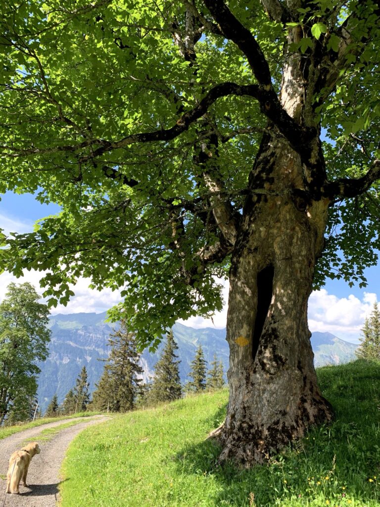 Wanderweg mit Aussicht im Berner Oberland 