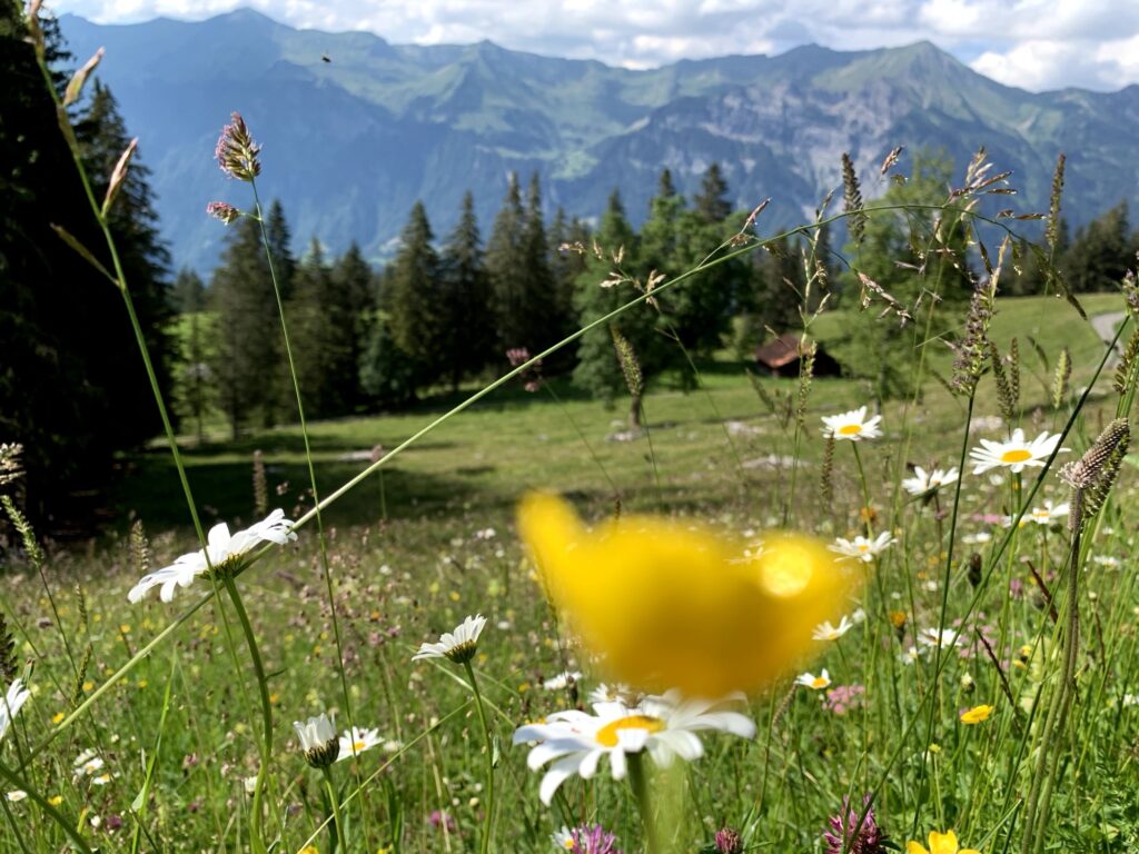 Blumenwiese im Berner Oberland beim Wandern auf der Axalp 
