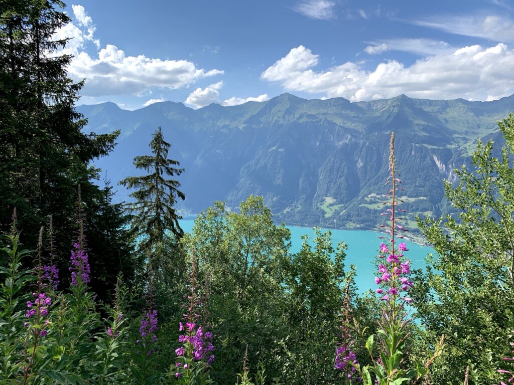 Blick auf den Brienzersee bei der Axalp Wanderung 