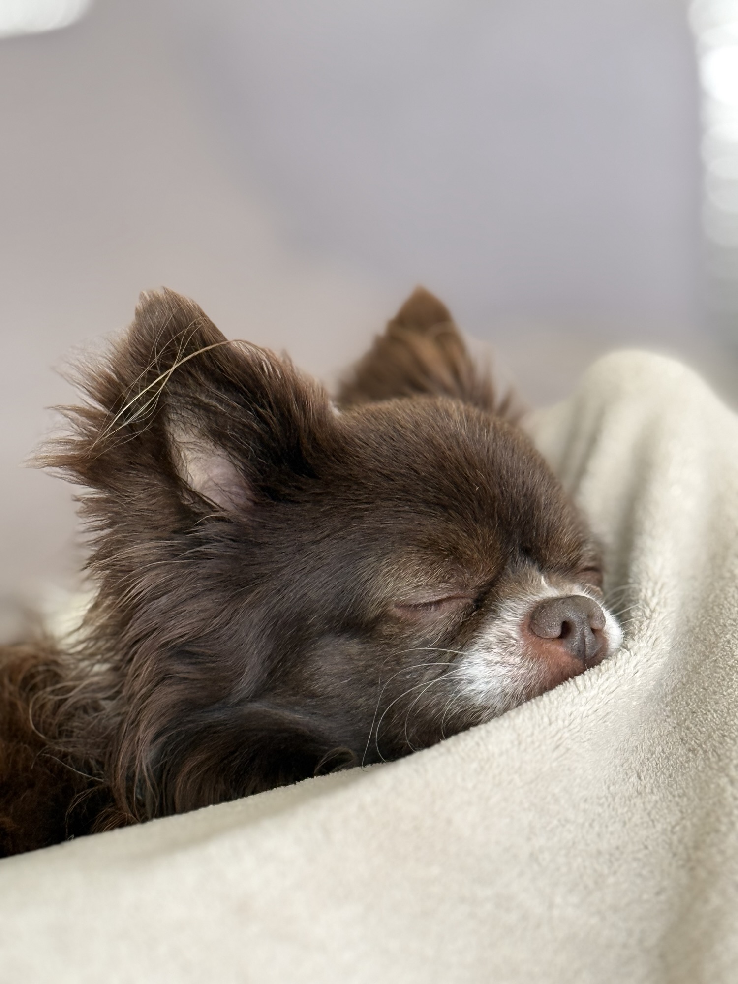Langhaar-Chihuahua Nuo schläft eingekuschelt in einer beigen Decke – ruhige und gemütliche Schlafszene passend zum Thema Schlaf, Erholung und Abnehmen.