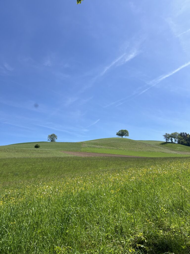 Sanfte Hügel und einzelne Bäume entlang der Wanderung nahe Bern unter blauem Himmel