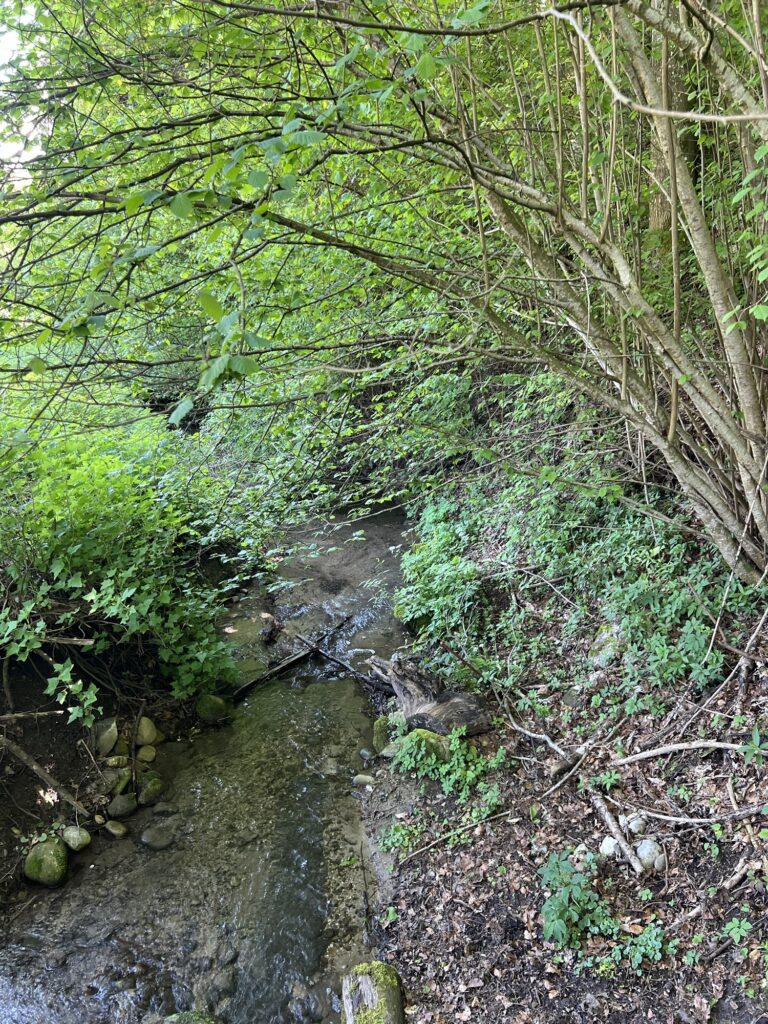 Kleiner Bach im schattigen Wald am Worbberg auf der Wanderung nach Vechigen