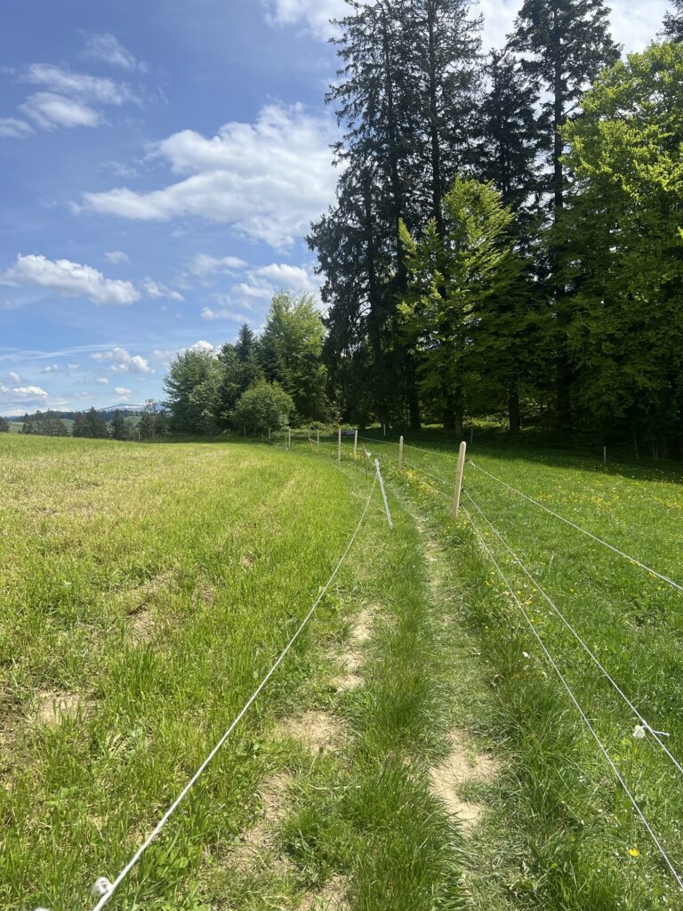 Schmaler Wanderweg entlang von Wiesen und Waldrand auf der Rundwanderung bei Bern