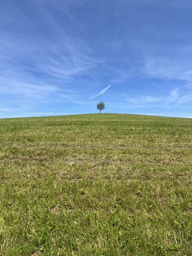Einzelner Baum auf grüner Wiese bei der Rundwanderung Worb – Mänziwilegg im Kanton Bern