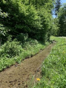 Klarer Bach am Glütschbach bei Thun mit Blumen und grünem Ufer