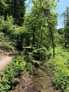 Kleiner Bach neben Wanderweg am Glütschbach bei Thun mit üppiger Vegetation