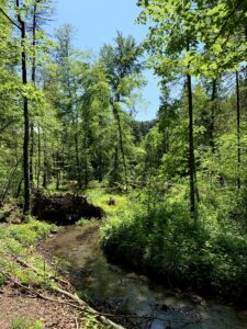 Wanderweg am Glütschbach bei Thun mit Bachlauf und sonnigem Wald