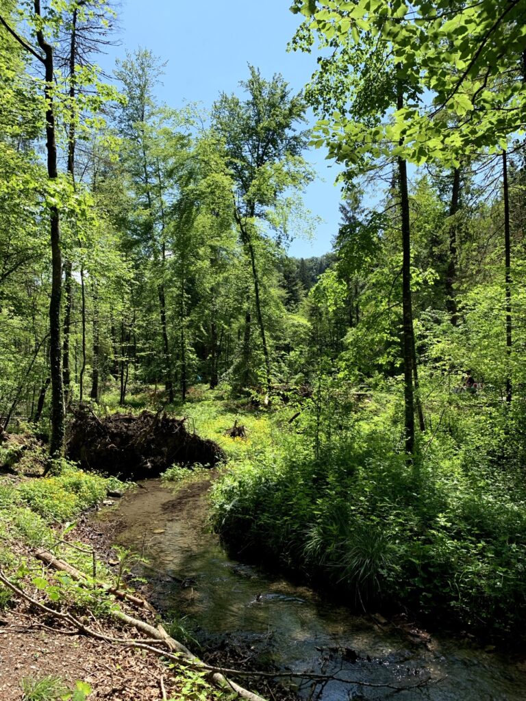 Wanderweg am Glütschbach bei Thun mit Bachlauf und sonnigem Wald