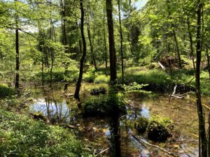 Sumpfige Waldlandschaft am Glütschbach bei Thun mit Wasserflächen und Bäumen
