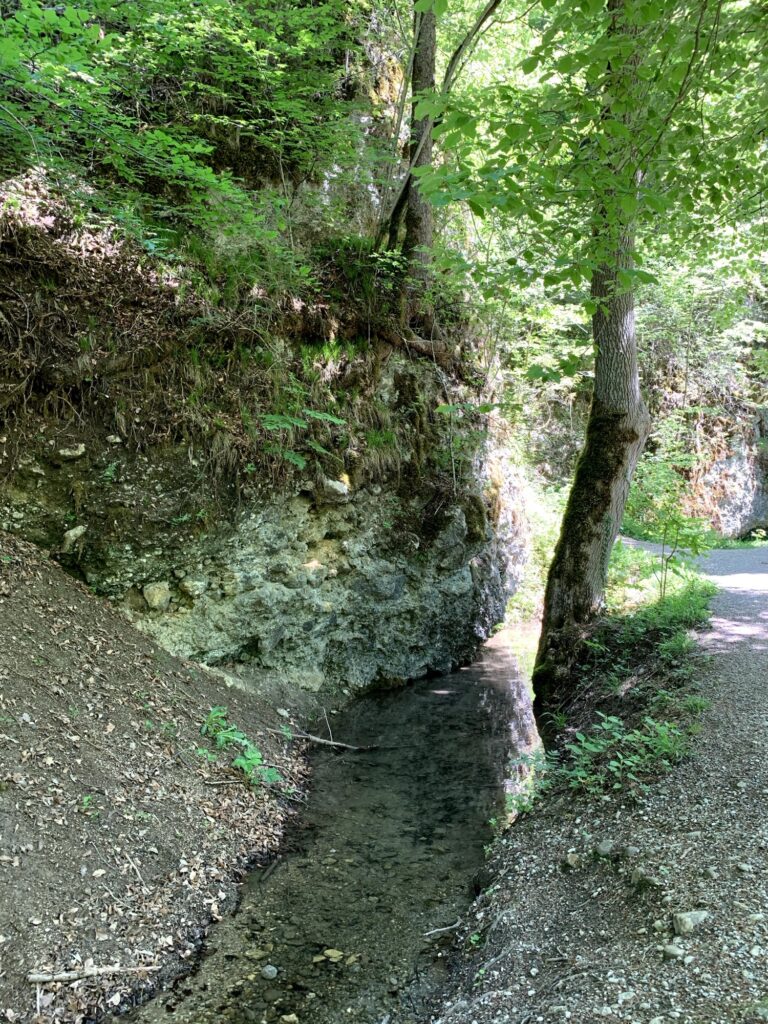 Schmaler Bachlauf am Glütschbach bei Thun entlang einer Felswand im grünen Wald