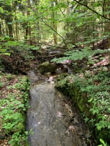 Kleiner Wasserlauf im Wald nahe dem Glütschbach bei Thun mit moosigen Steinen