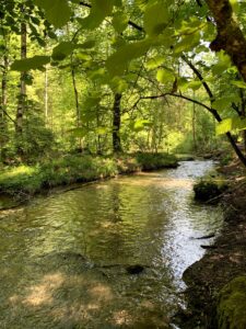 Glütschbach bei Thun mit klarem Wasser und schattigem Wald entlang des Ufers