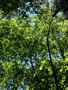 Blick durch grüne Baumkronen im Wald bei Thun während der Glütschbach Wanderung
